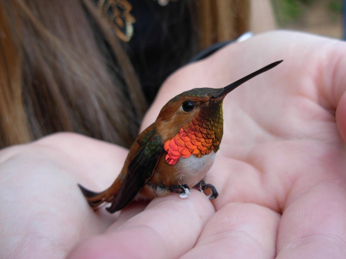 Красногрудая Зарянка символ Англии