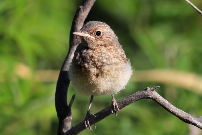Очень маленькие птички