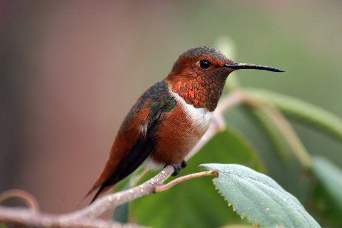 Колибри trochilidae