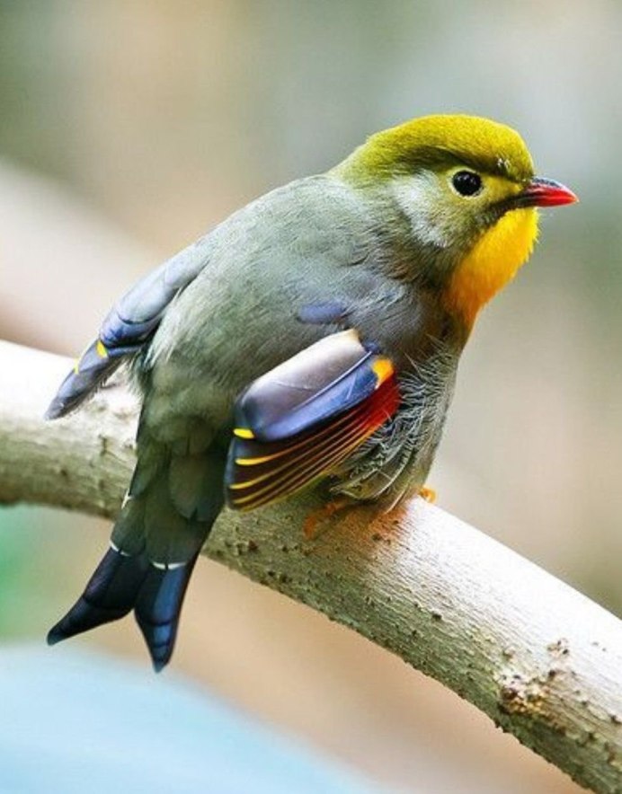 Синица лазоревка