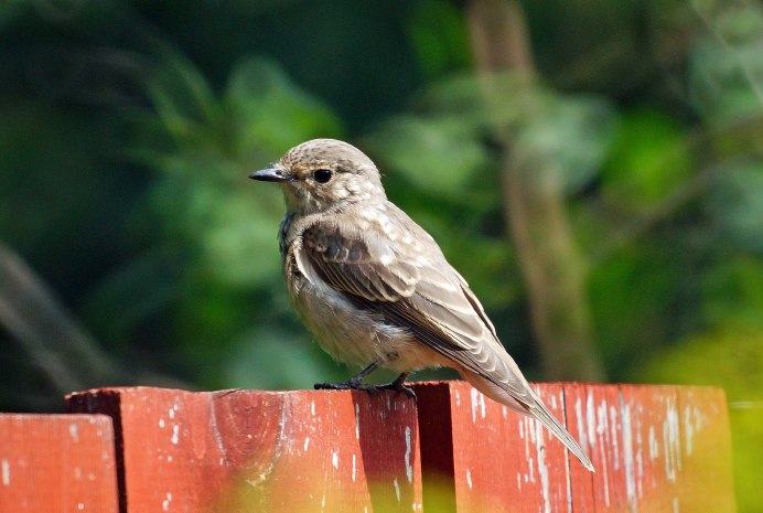 Мелкие птицы