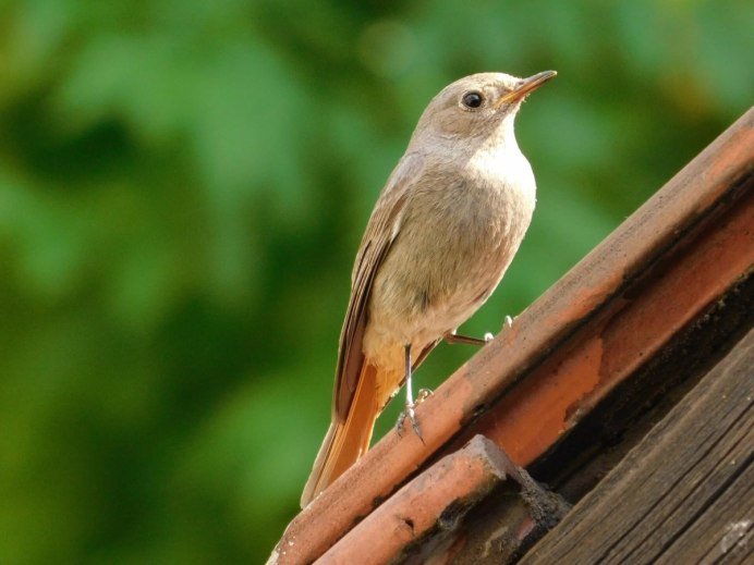 Зунзинито птичка