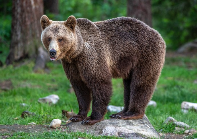 Бурый медведь Финляндия