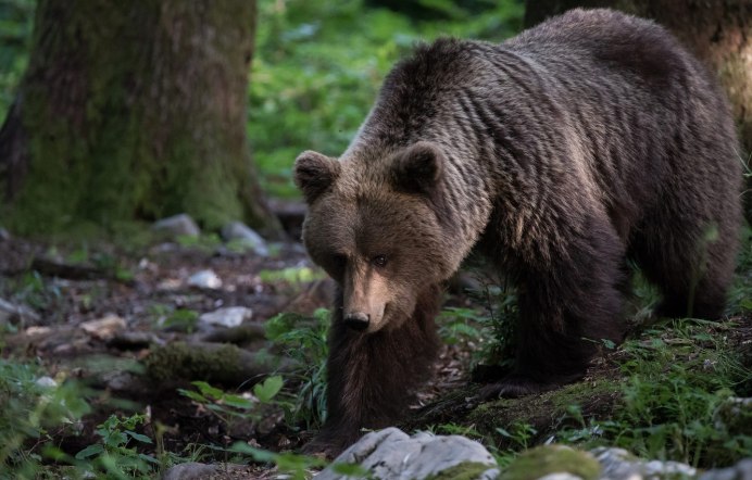 Фото медведя в лесу