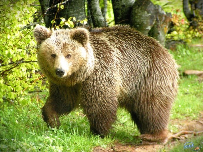 Европейский бурый медведь