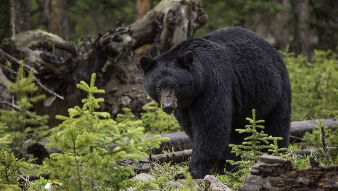 Медведь летом