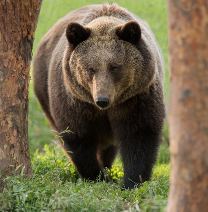 Бурый медведь Таганай