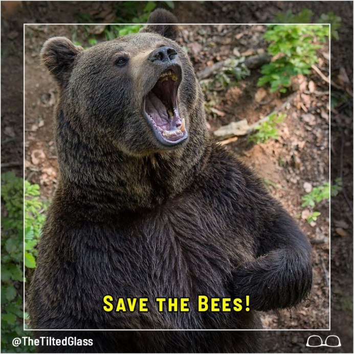 Бурый медведь в Чернобыле