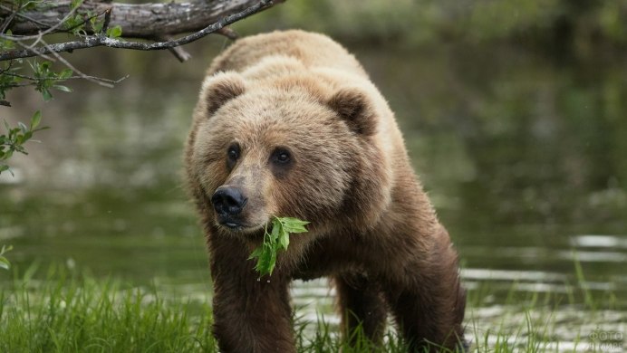 Бурый медведь (Ursus arctos)