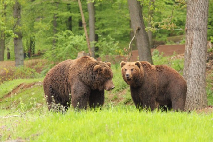 Европейский бурый медведь