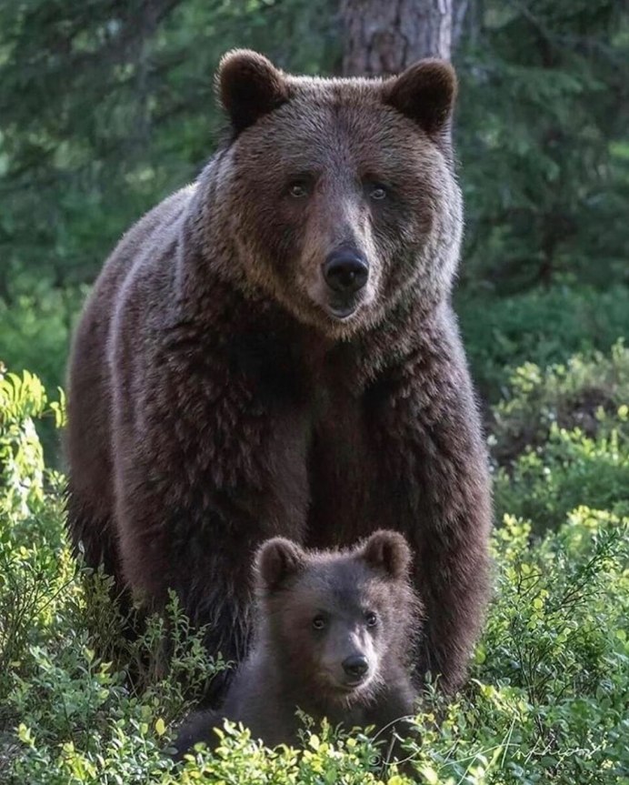 Медвежата фото