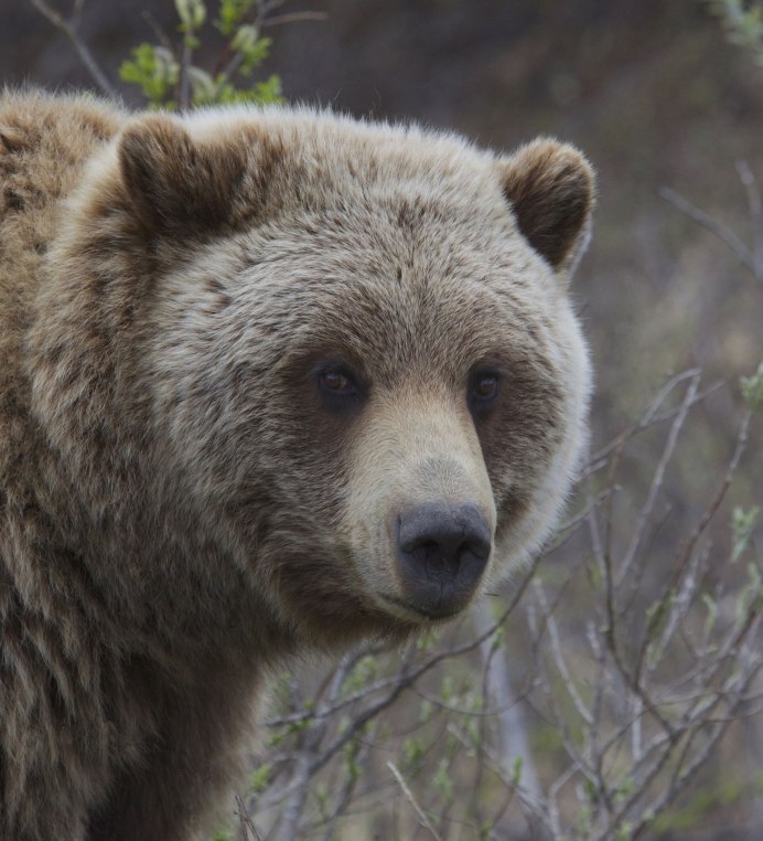 Фото РБ мишки в РБ