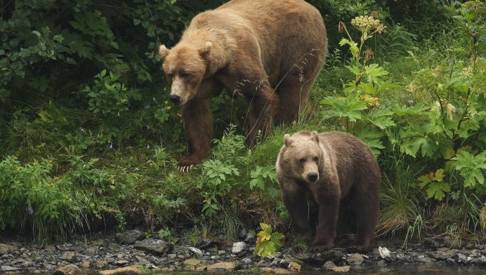 Бурый медведь Сахалин
