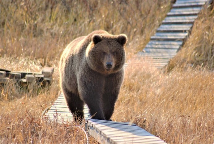 Смоленское Поозерье медведь