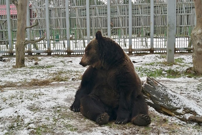 Бурый медведь Архангельской области