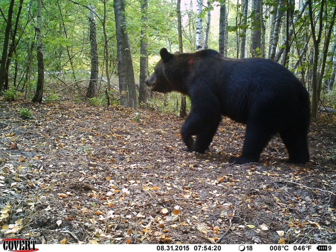 Медведь фото