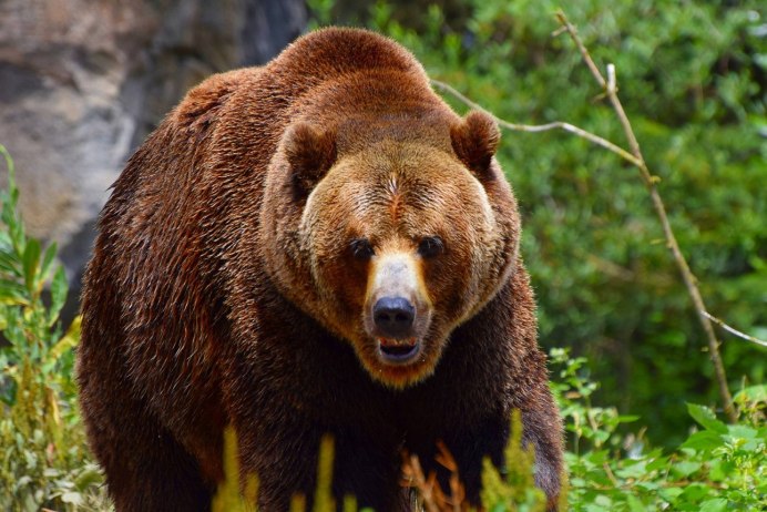 Беловежская пуща медведи