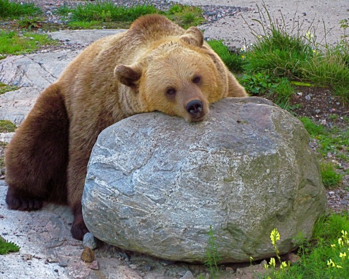 Бурый Тянь-Шанский медведь