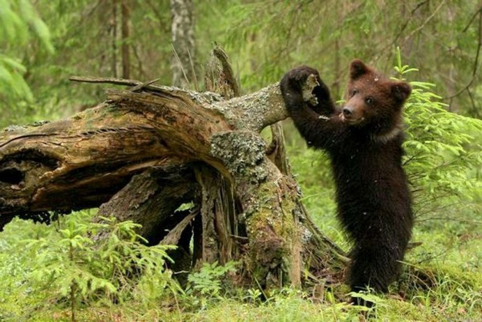 Тяньшанский бурый медведь