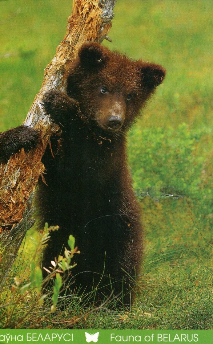 Аляскинский бурый медведь