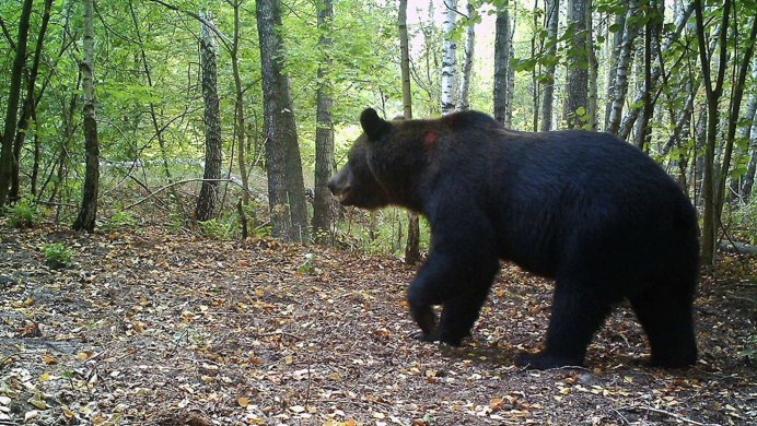 Обыкновенный медведь (бурый медведь)