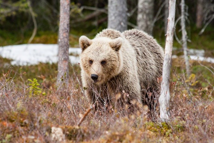 Беловежская пуща медведи