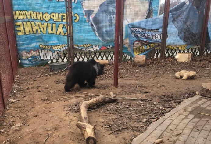 Тявшанский бурый медведь