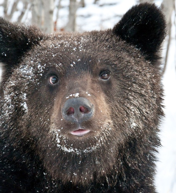 Бурый медведь Алтайского края