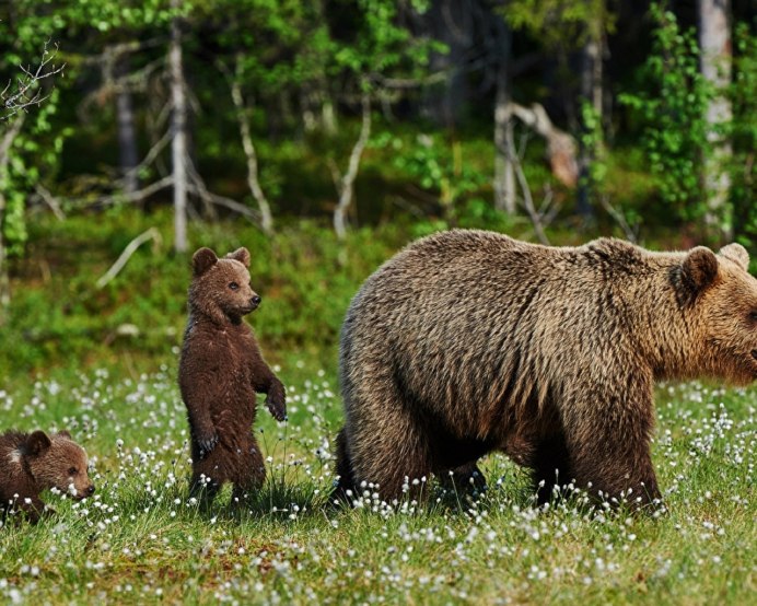 Животные белорусских лесов медведь