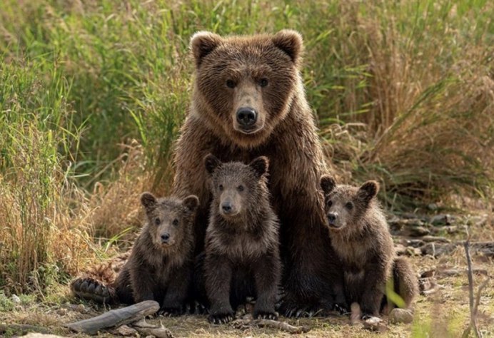 Бурый медведь широколиственных лесов