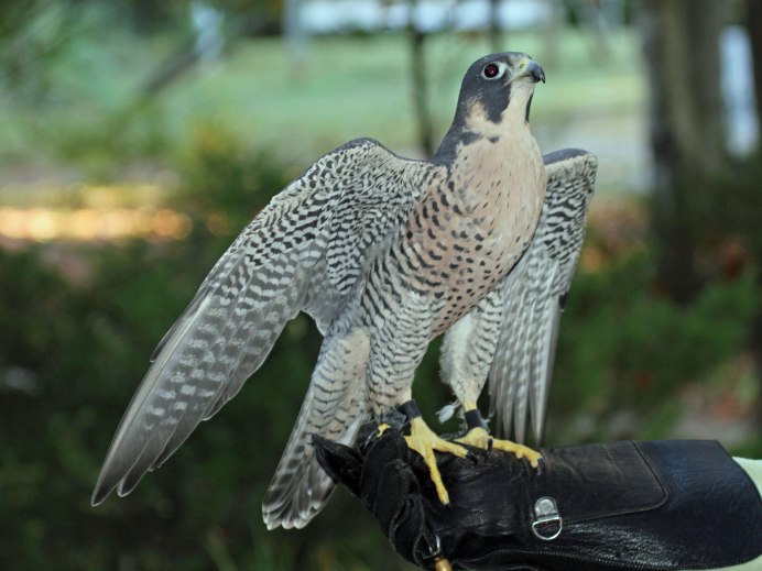 Тетеревятник (Accipiter gentilis)