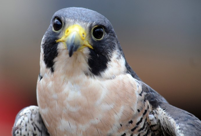Сокол-Сапсан (Falco peregrinus)
