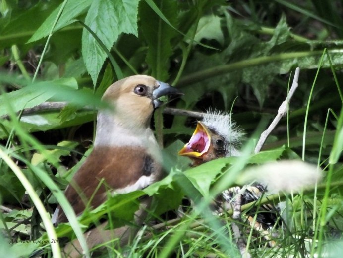Дубонос обыкновенный (coccothraustes coccothraustes)
