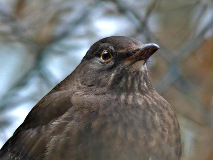 Горлица бурая