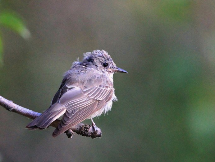 Круглая серая птица