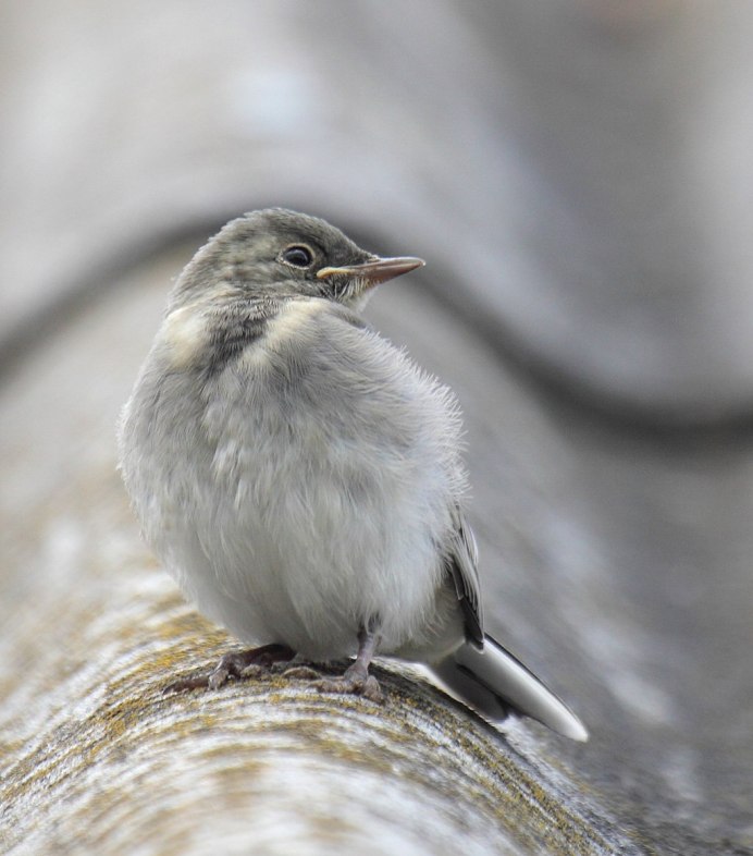 Gray Catbird птица