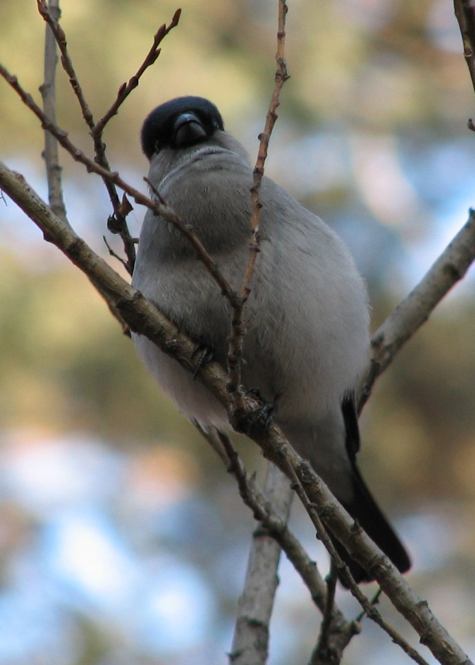 Синяя Галка птица