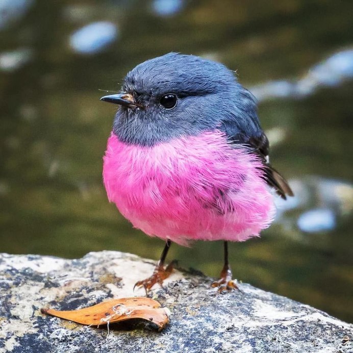 Кремовобрюхий Дрозд