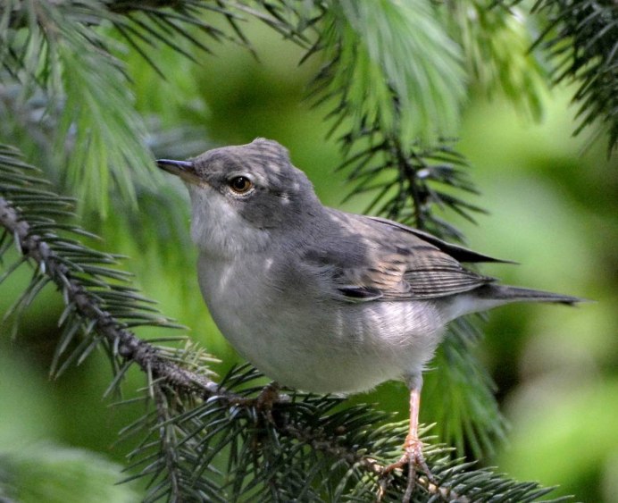 Птица похожая на воробья