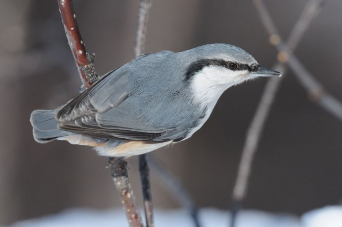 Пепельная мухоловка