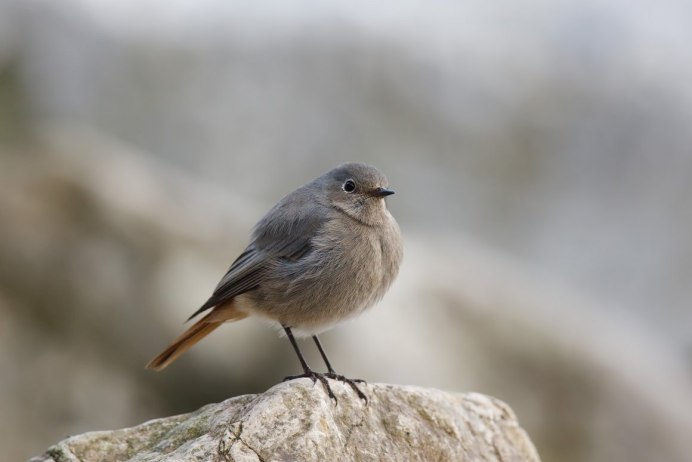 Дрозд крапивник