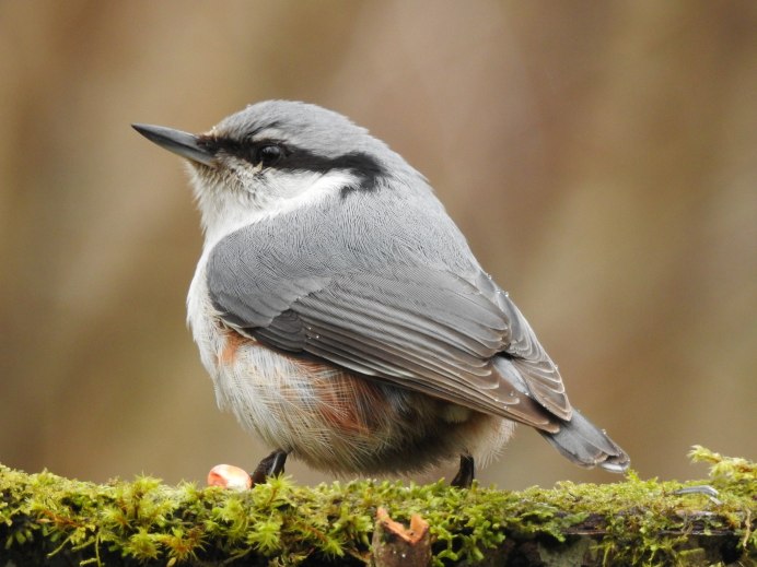 Толстый Воробей