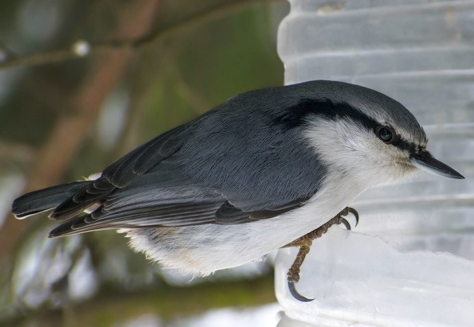 Perisoreus canadensis