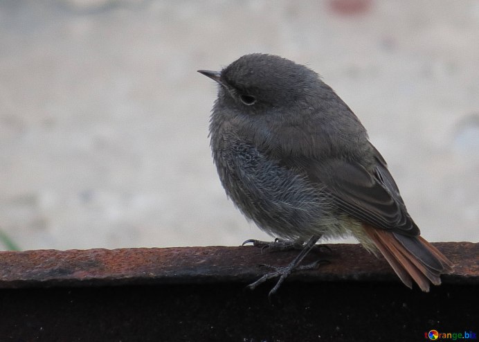 Серый Юнко птица