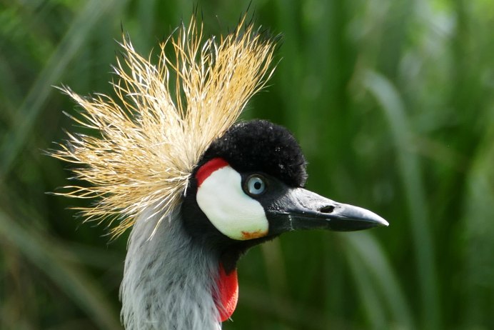 Balearica regulorum