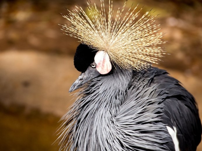 Grey crowned Crane