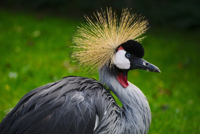 East African Grey crowned Crane