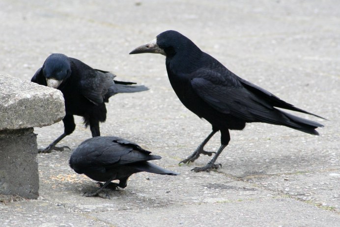 Грач шагает
