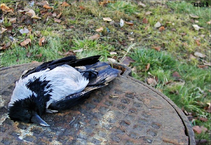 Ворона на руке человека