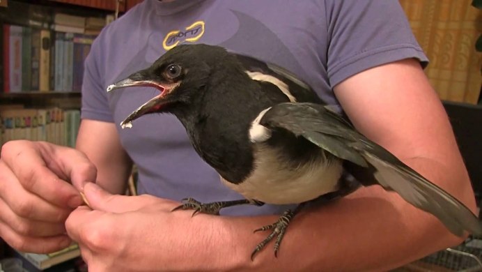 Интеллект врановых